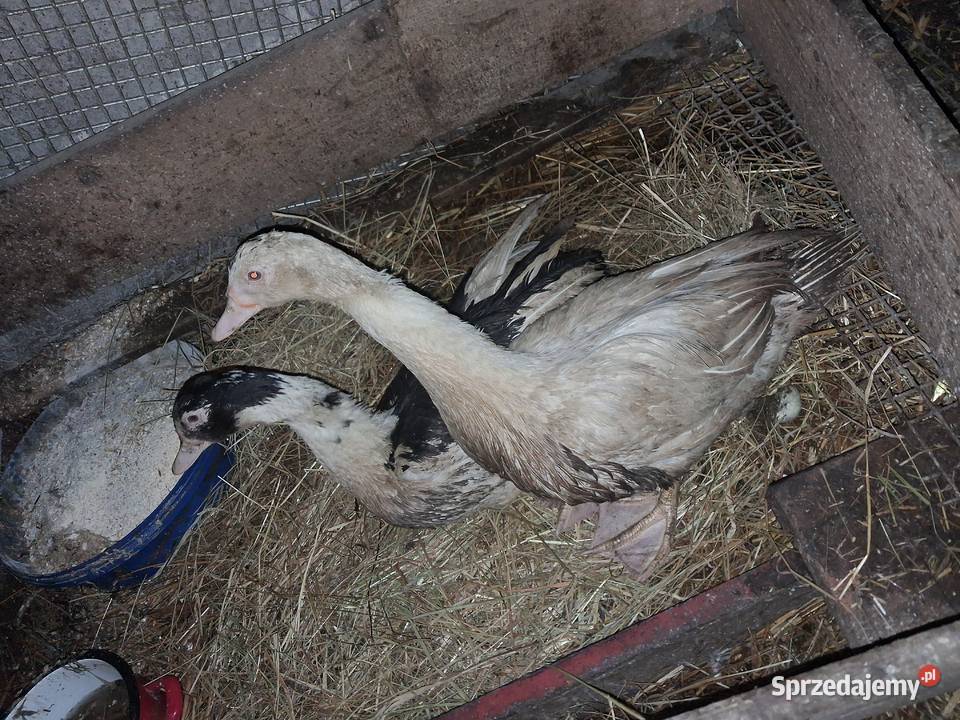 Kaczki francuskie wielkopolskie Konin