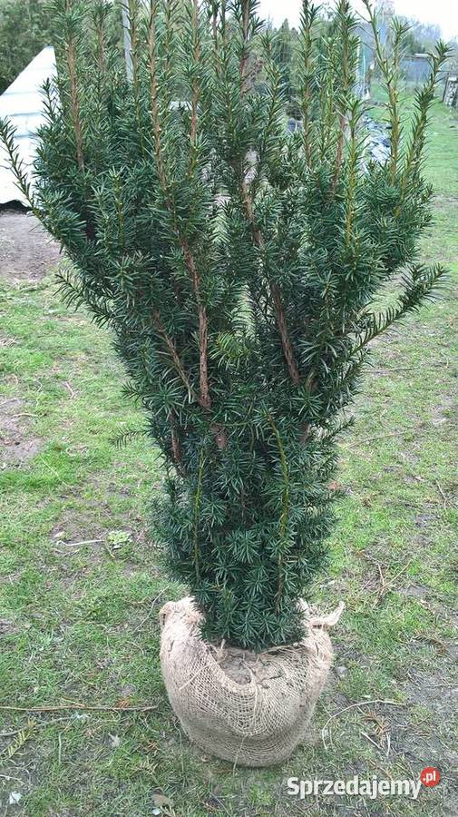 Cis Hicksii Mega Wysoki Żywopłot mazowieckie sprzedam