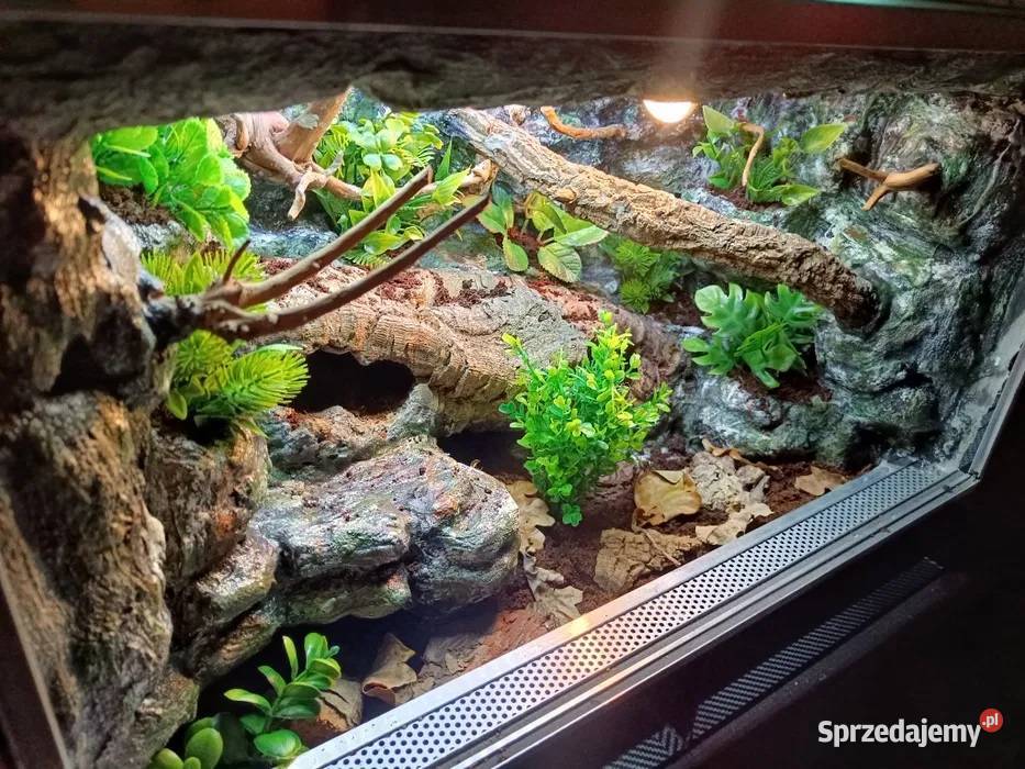 Terrarium tropikalne gekon 60x40x40