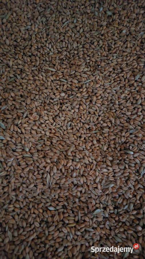 Pszenica ozima na mąkę Polską Łapy sprzedam