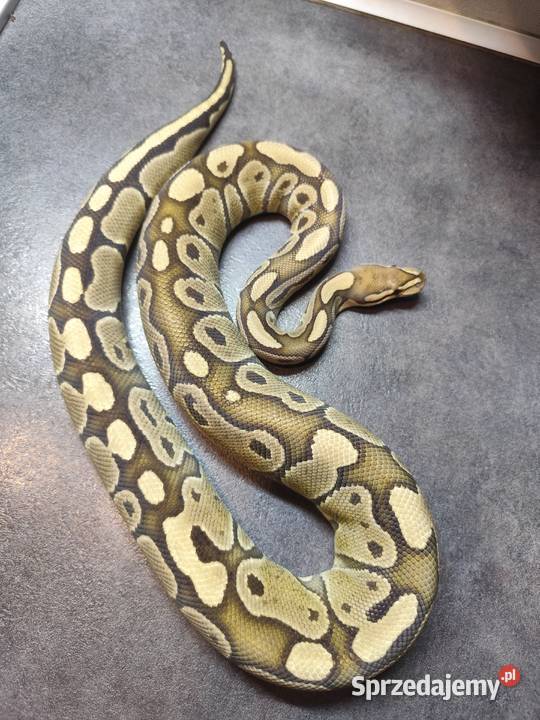 Pyton Królewski samica Gady i płazy Pruszków sprzedam