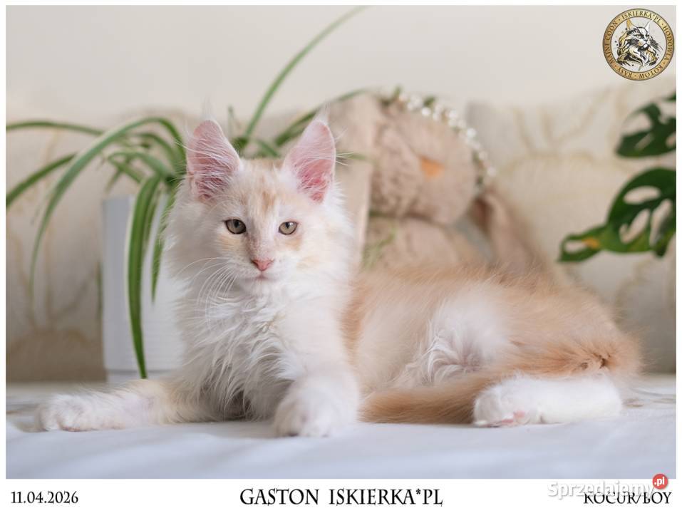 Gaston cudowny przystojniak kocurek maine coon sprzedam