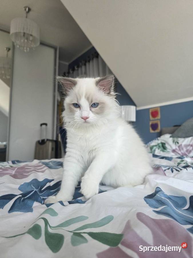 słodki kocurek kotek Latte FPL FiFE juz gotowy Uścikowo sprzedam