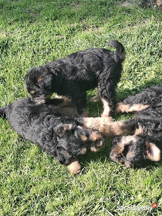 Smycz szczeniąt terier walijski Dla psów Starachowice sprzedam
