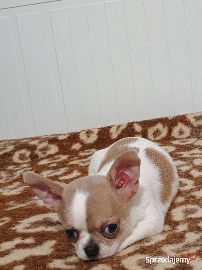Chihuahua malutki przytulasek chip rodowód łódzkie Kleszczów sprzedam