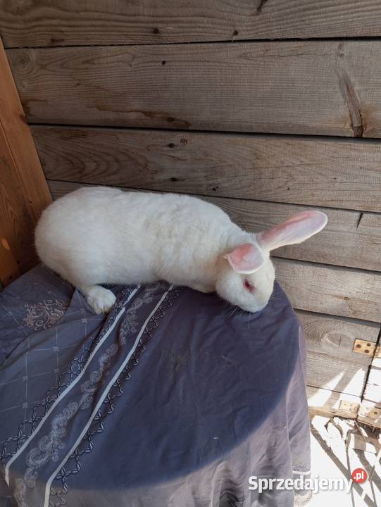 Króliki Termondzkie samice i samce młode i sprzedam