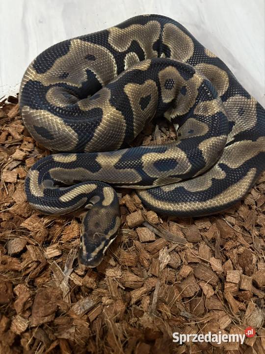 Pyton królewski 10 leopard het lavender het Kraków