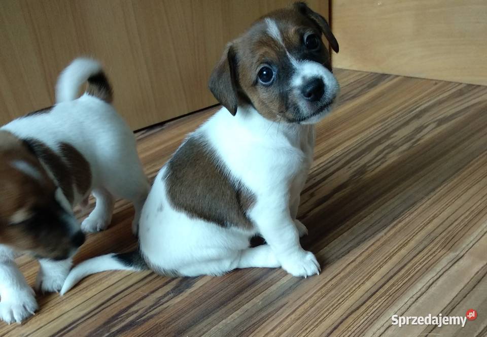 śliczne szczeniaki Jack Russell Terrier Koszalin sprzedam