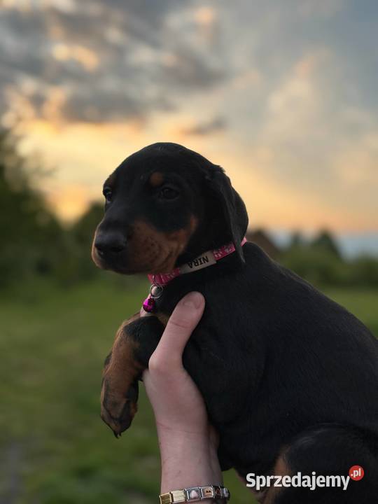 Doberman szczeniak z rodowodem Biłgoraj