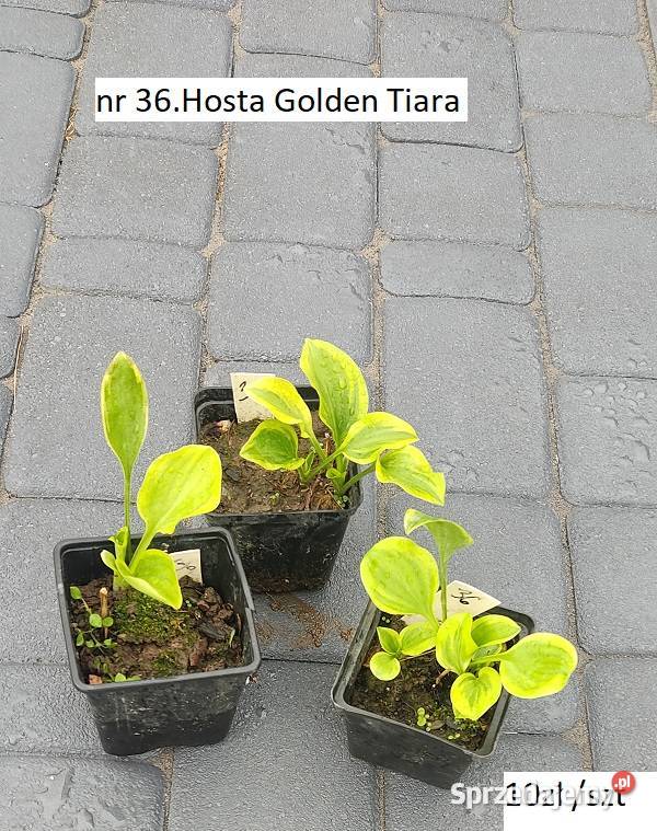 Hosta Stiletto Rabatowe Opole