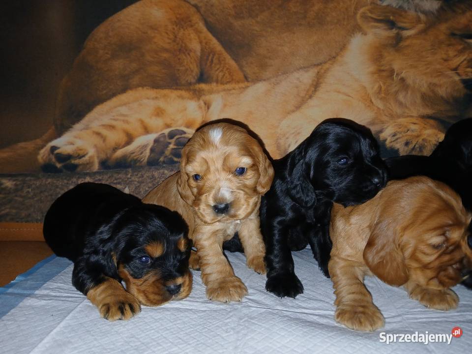 Śliczne Szczenięta Cocker Spaniel Angielski Sieradz
