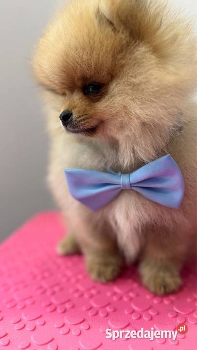 Pomeranian mini BoboTyp Misia Kolbudy