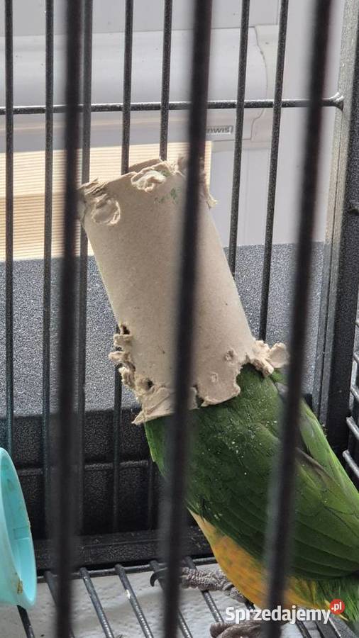 Barwinka czarnogłowa oswojona i dzikie Sieradz