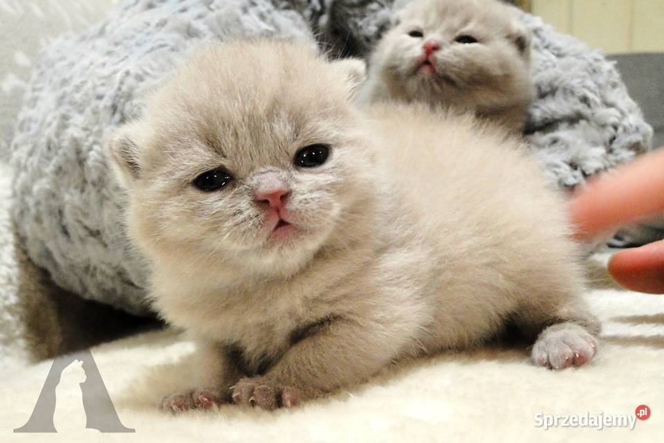 Koty brytyjskie krótkowłose kocurek liliowy FPL Stara Kiszewa sprzedam