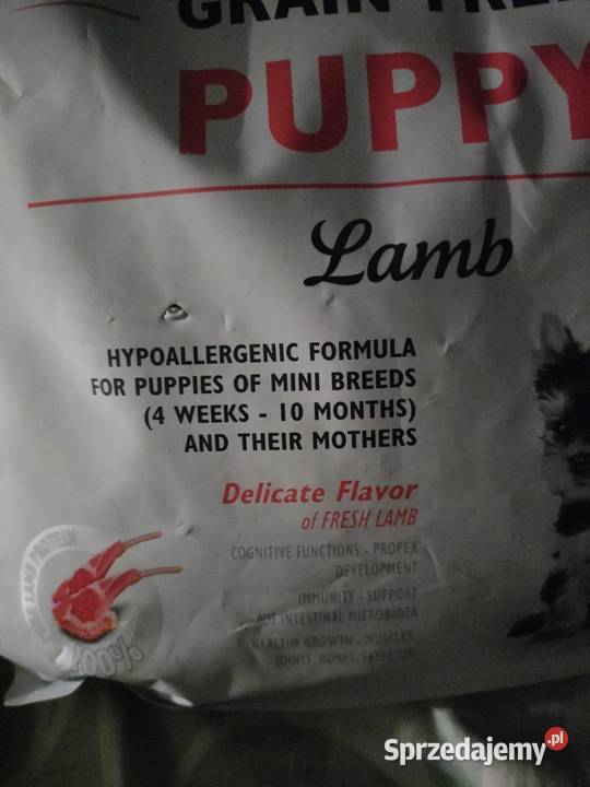 Psie jedzenie Golina