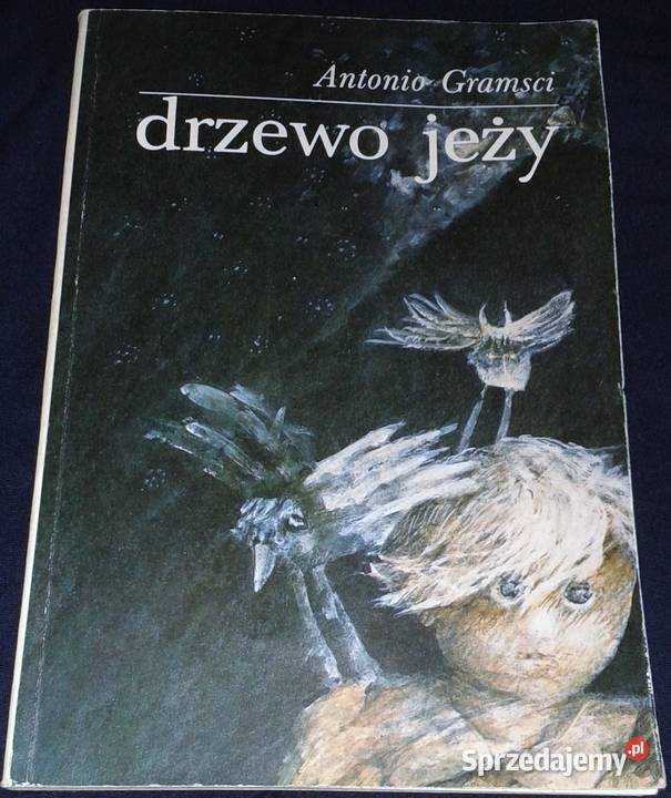 Drzewo jeży Antonio Gramsci Chełm sprzedam