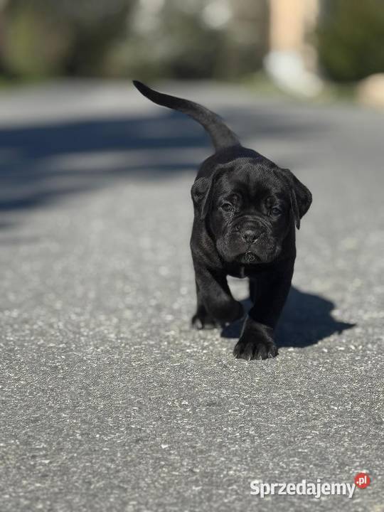 Piękna czarna suczka Cane Corso ZKwPFCI