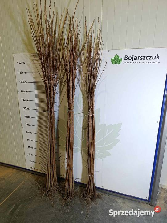 Porzeczka złota RYBES RIBES do szczepienia Stary Pożóg sprzedam