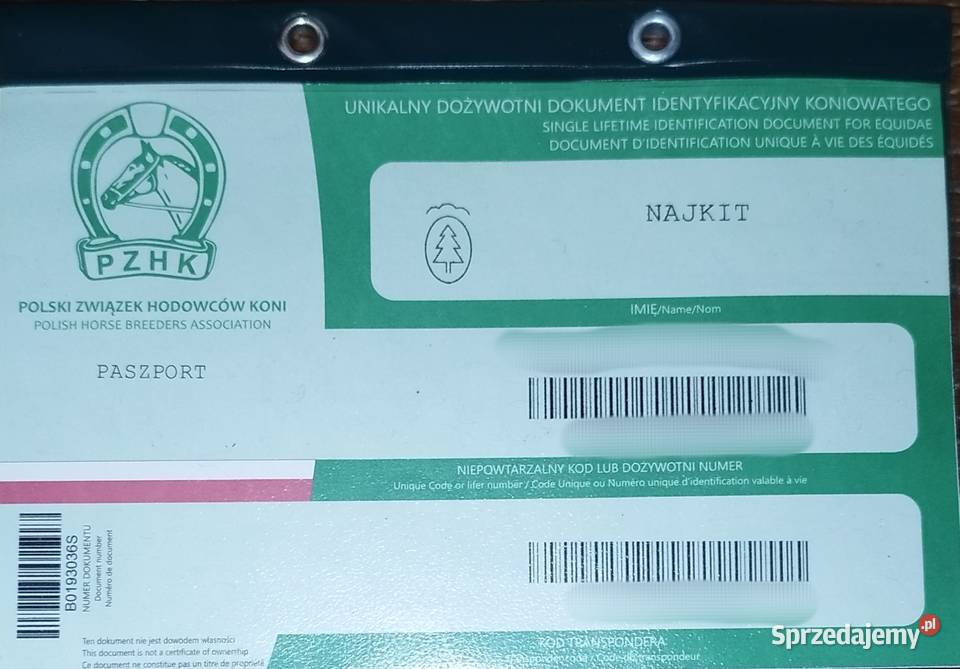 Młody ogier koń polski Konie Banie Mazurskie