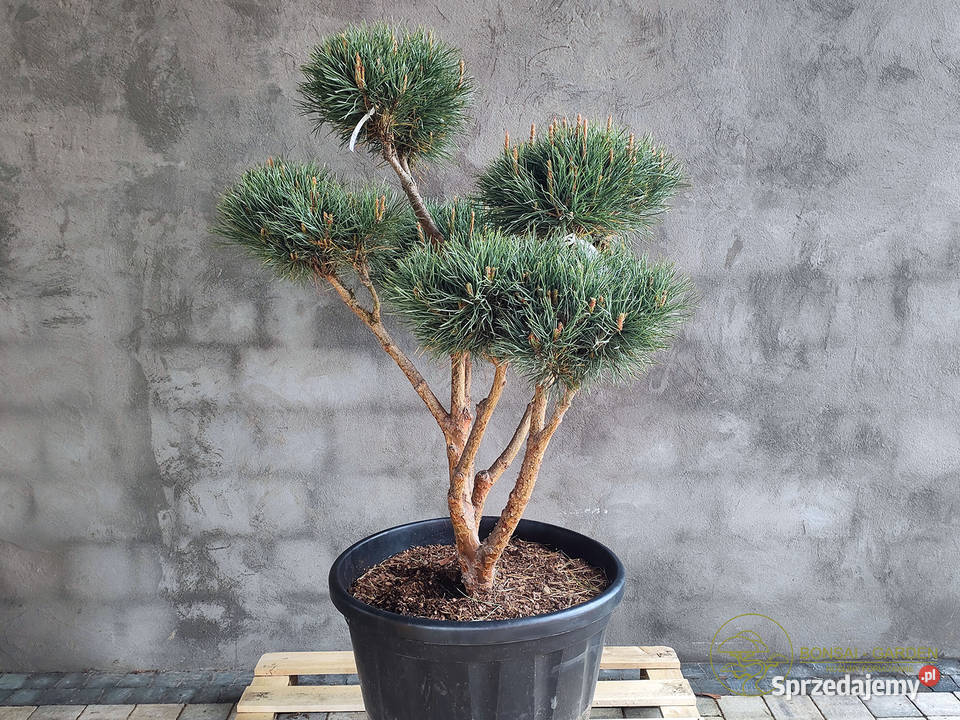 Sosna pospolita formowana 090 NIWAKI BONSAI Bonsai Ogród pomorskie Gdańsk