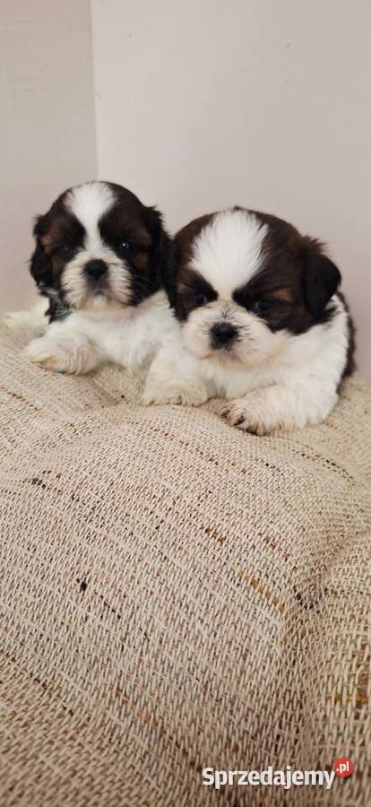 Shih Tzu szczeniaczki mazowieckie Przysucha