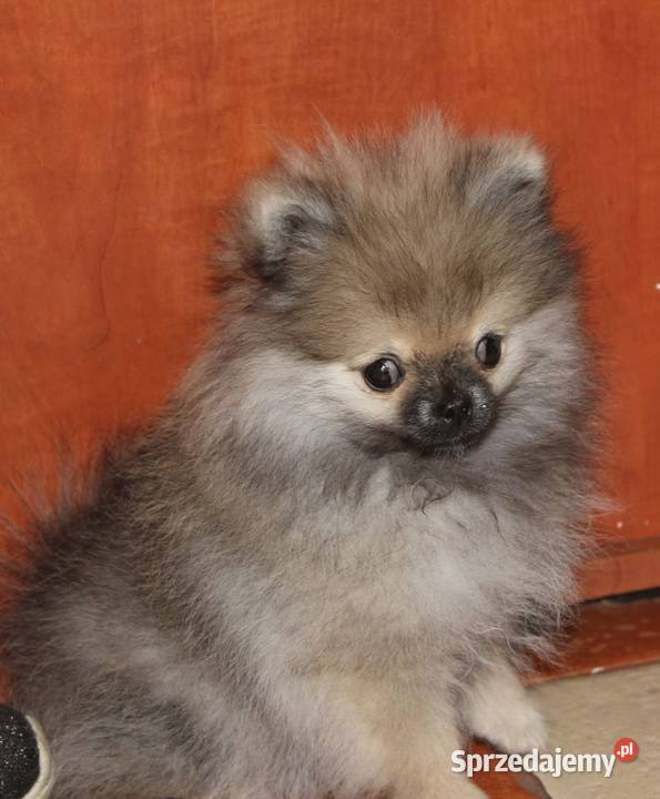 Szpic miniaturowy pomeranian Zdzieszowice
