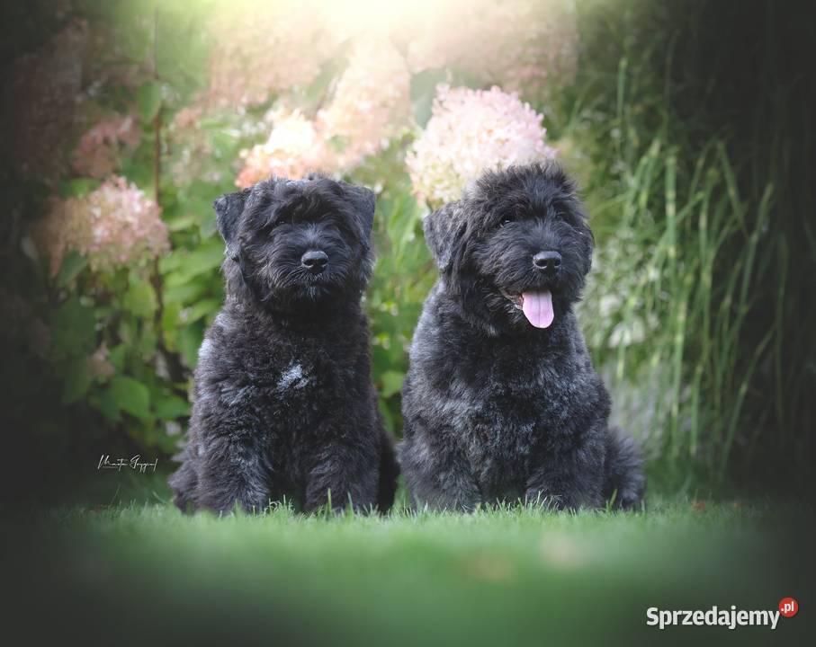 Bouvier des Flandres szczenięta Pozostałe Cuple