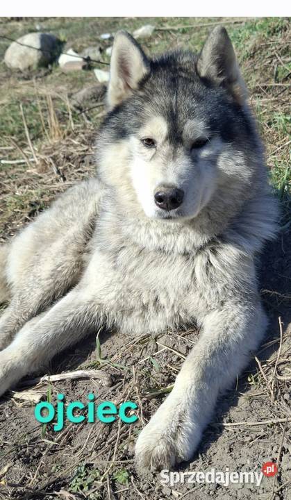 Szczenięta Husky Jędrzejów