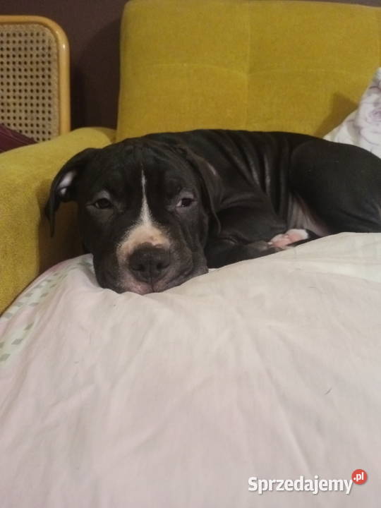 Amstaff piesek 4 miesiące Warszawa
