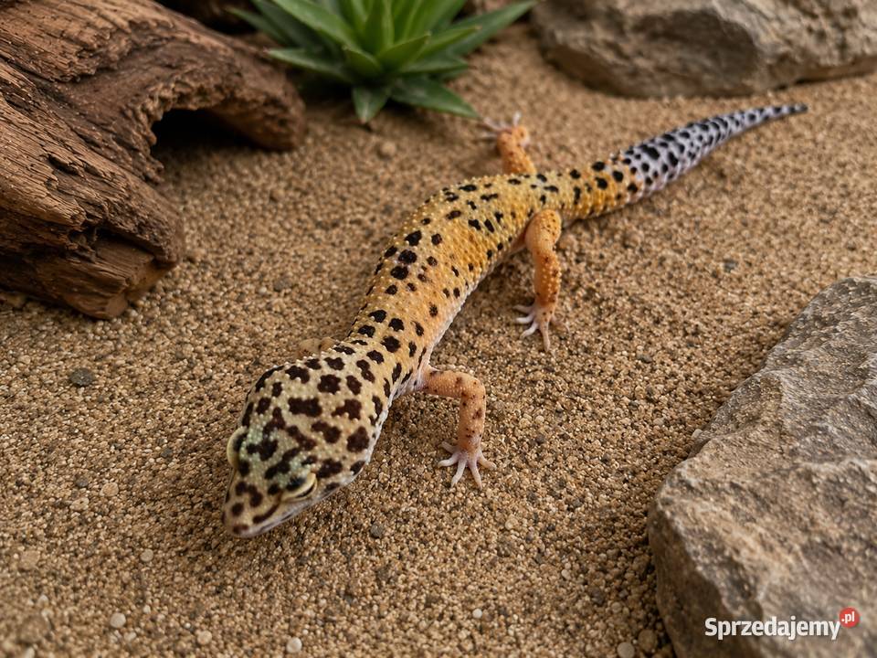 Gekony Lamparcie Gady i płazy pomorskie sprzedam