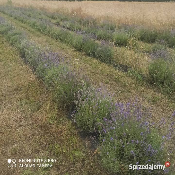 Lawenda lawendula angustifolia sadzonka mazowieckie Korczew