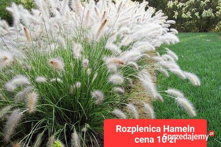 Trawy ozdobne byliny Rośliny ogrodowe Sosnowiec