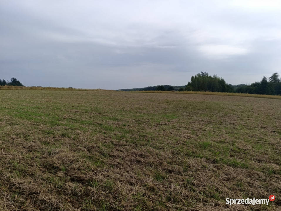 Działka zagrodowa 30ar Janczowice gm Łagiewniki Grunty i działki Jaźwina