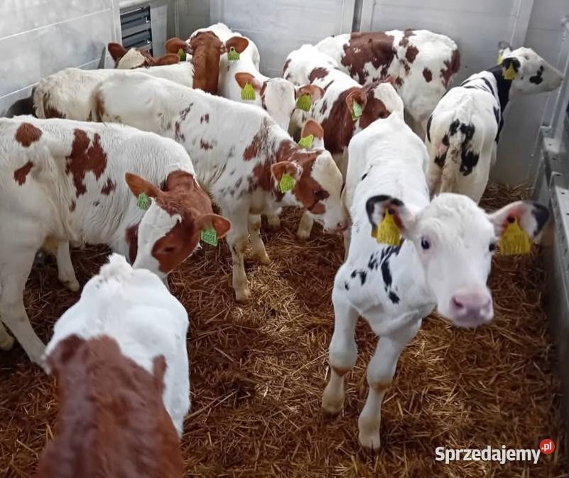 Wyszków Mięsne Byczki Jałoszki