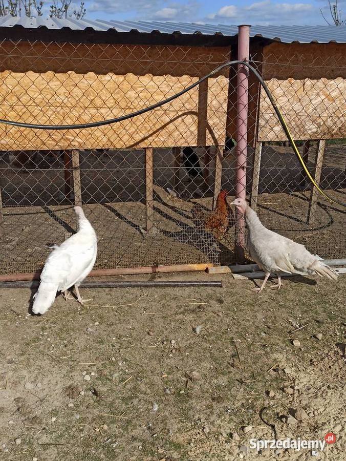 Jaja lęgowe indycze indyki Krasnystaw