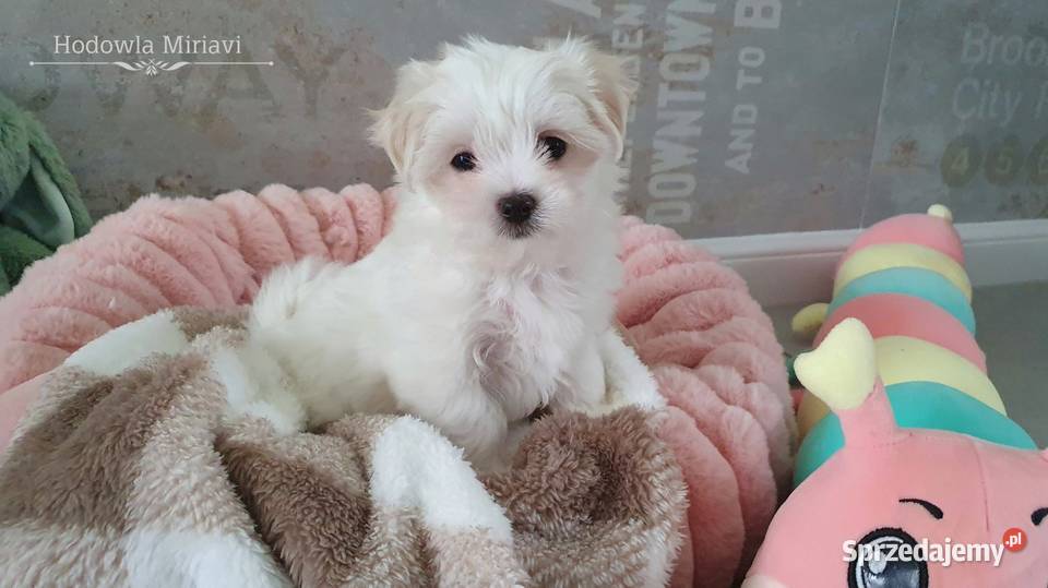 Maltańczyk sunia ZHPR UCI dolnośląskie Mierczyce