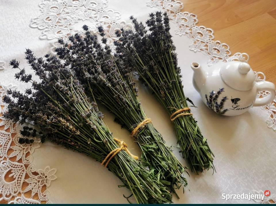 Lawenda ciętaekologiczna uprawa bukiety suszone Grojec