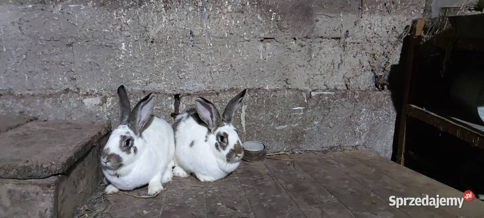 Sprzedam 2 samiczki mieszance Grabowiec