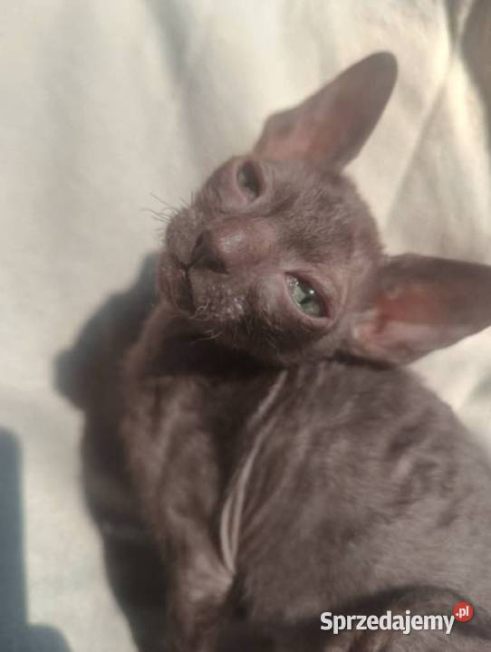 Kot kotka kociaki cornish rex devon rex HodUrok Warszawa