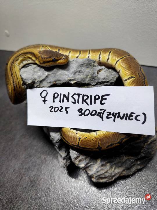 Pytony Królewskie tegoroczne maluchy Pruszków