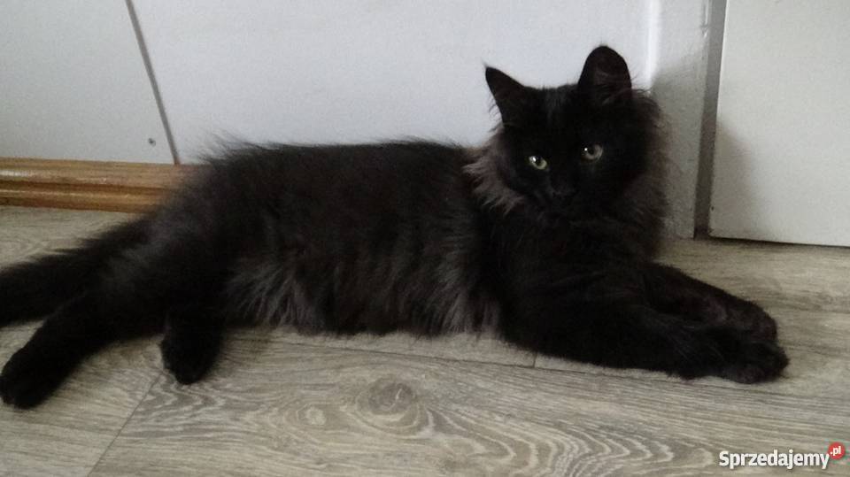 Kocurek Syberyjski Championie lubuskie Żary