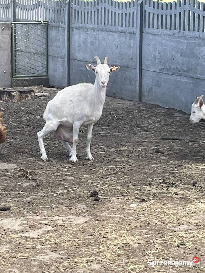 Sprzedam dobrą kozę śląskie Wilkowiecko