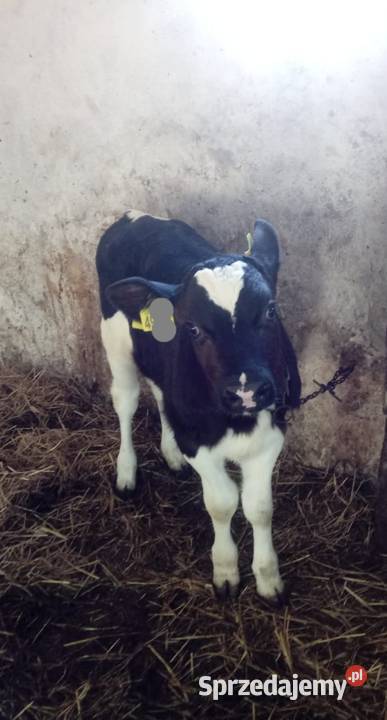 Sprzedam cielę byczka HF cielak Krasnystaw