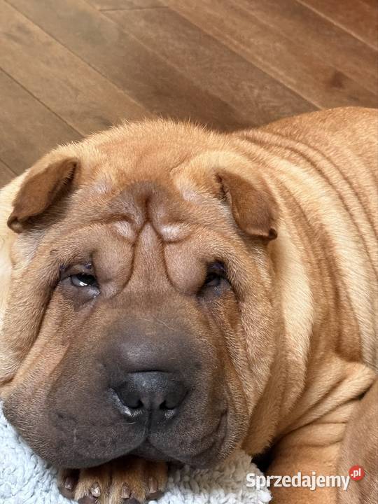 Szczenięta rasy shar pei Rębiechowo sprzedam