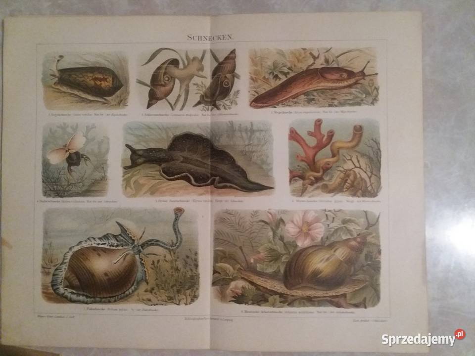 Stara rycina Schnecken z Meyers Lexikon z 1897 Jarosław sprzedam