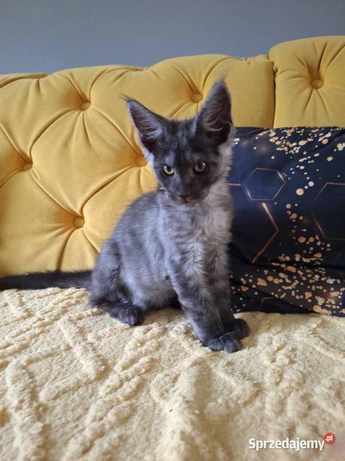 Czarny srebrny Maine coon Żurawia
