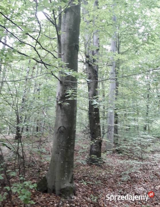 Sprzedam las bukowy 1 ha podkarpackie Prusie sprzedam