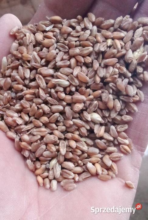 Pszenica jara oścista lubelskie Krasnobród