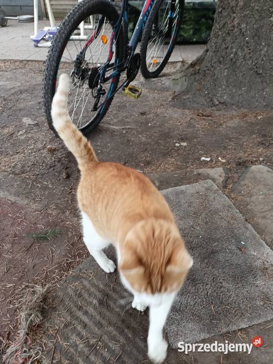 Rower MTB 29 Wołów