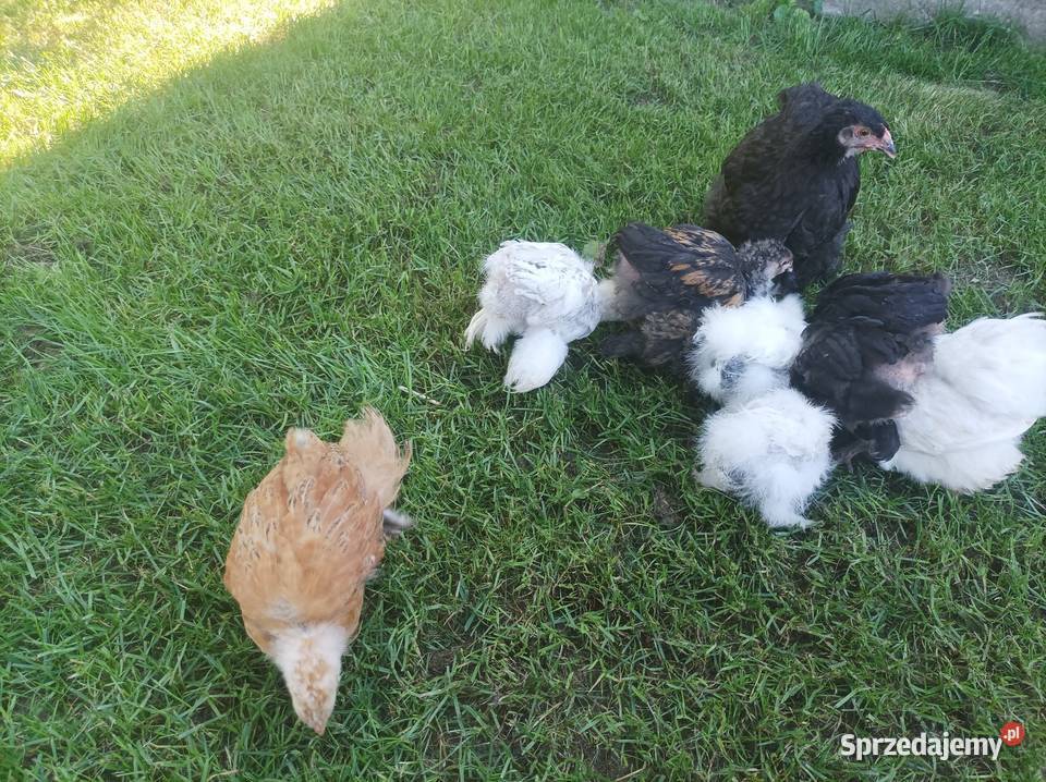 Kury ozdobne silka Brahma karzełek Szafranów